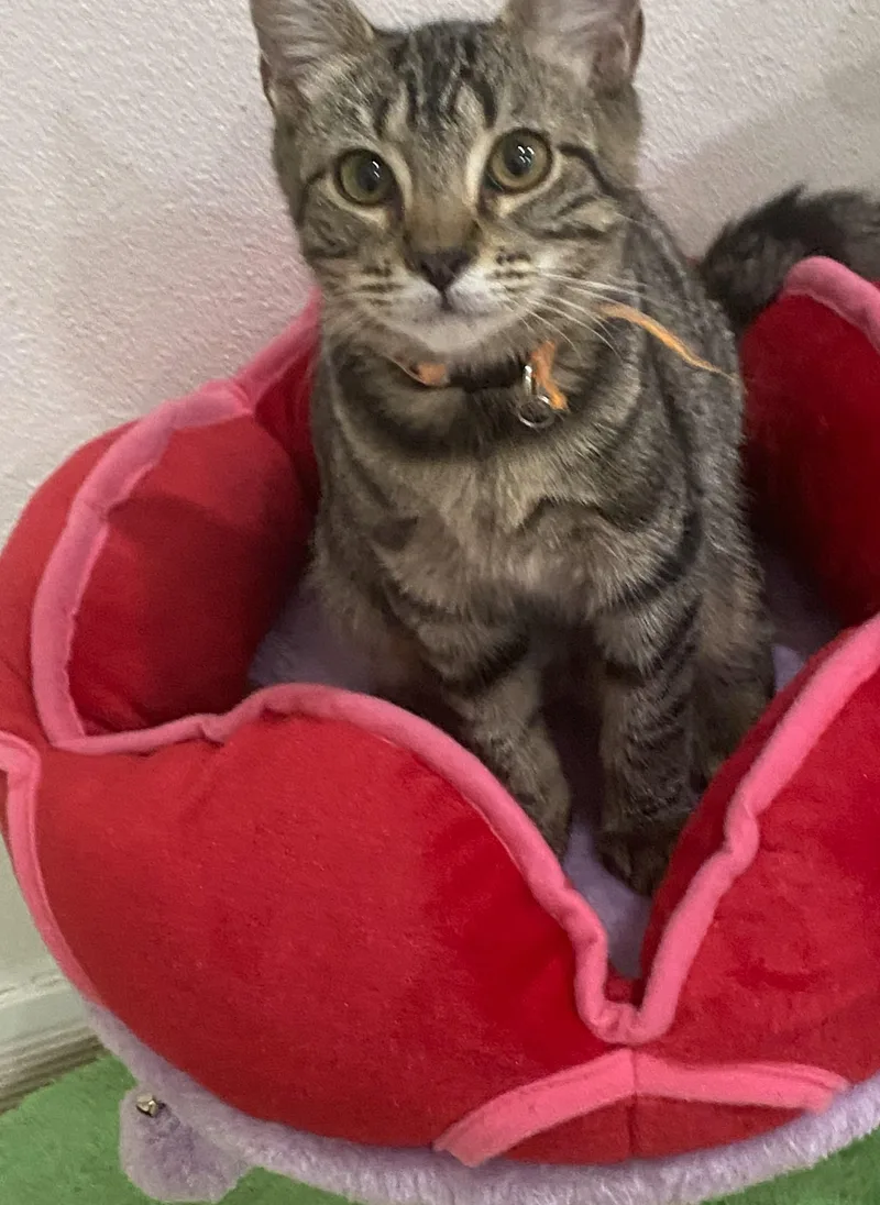 A baby medium-sized male Tabby (Brown / Chocolate) Tabby cat named Zeus for adoption in Mission Viejo, CA