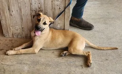 Marmaduke