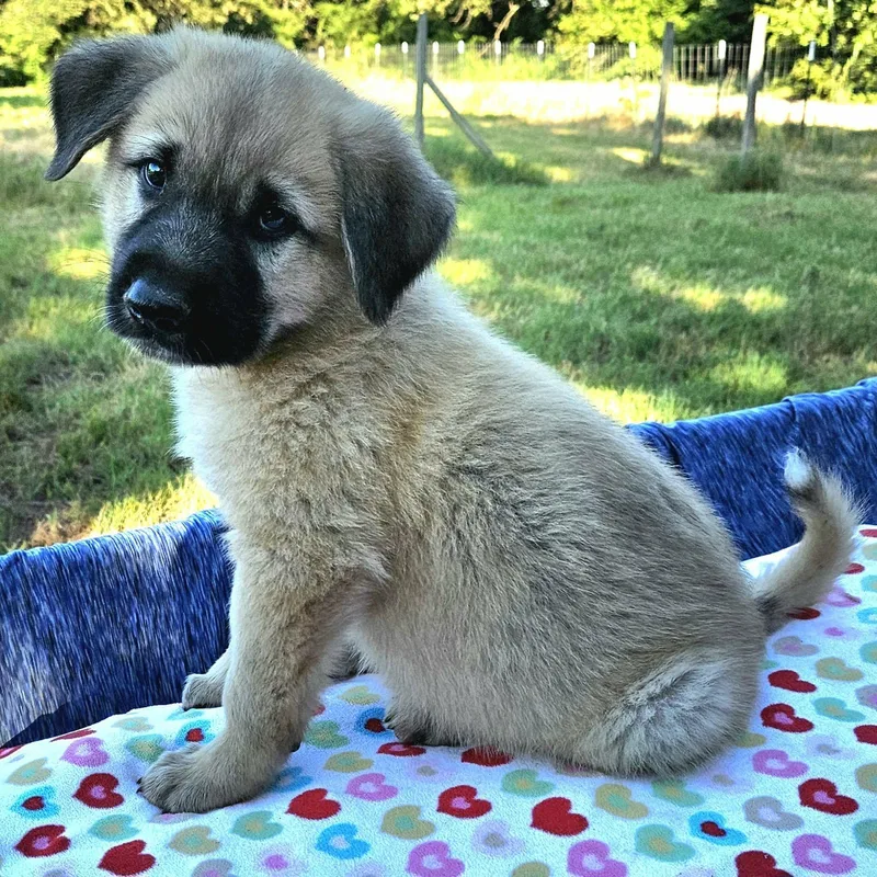 A baby large-sized male Yellow / Tan / Blond / Fawn Shepherd dog named Frodo for adoption in Pelham, NH