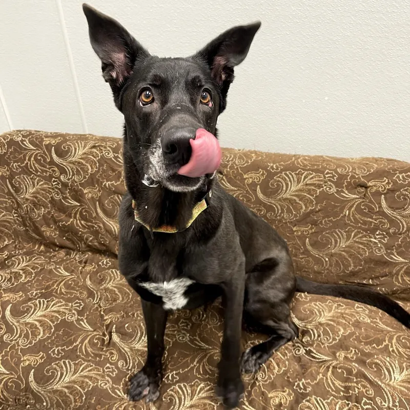 An adult large-sized male Shepherd dog named Hades for adoption in Monticello, IA