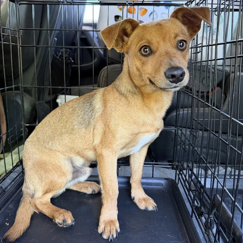 An adult small-sized male Brown / Chocolate Chihuahua dog named Donny for adoption in Wadena, MN