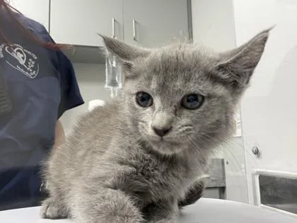 A baby small-sized female Domestic Short Hair cat named Teavee for adoption in Sevierville, TN
