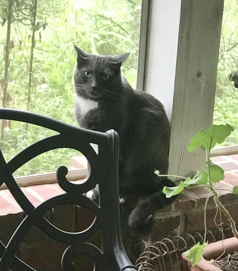 An adult medium-sized male Russian Blue cat named Buddy for adoption in Oxford, MS