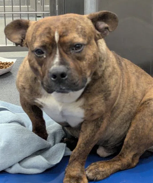 A young medium-sized male Mixed Breed dog named Guppie for adoption in Dallas, TX