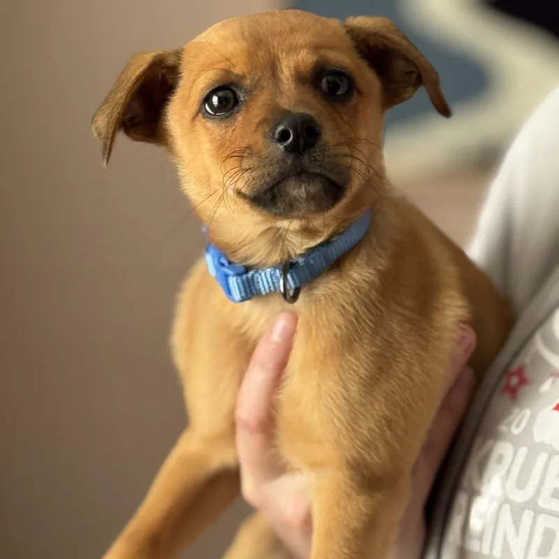 Sherlock thumbnail 2