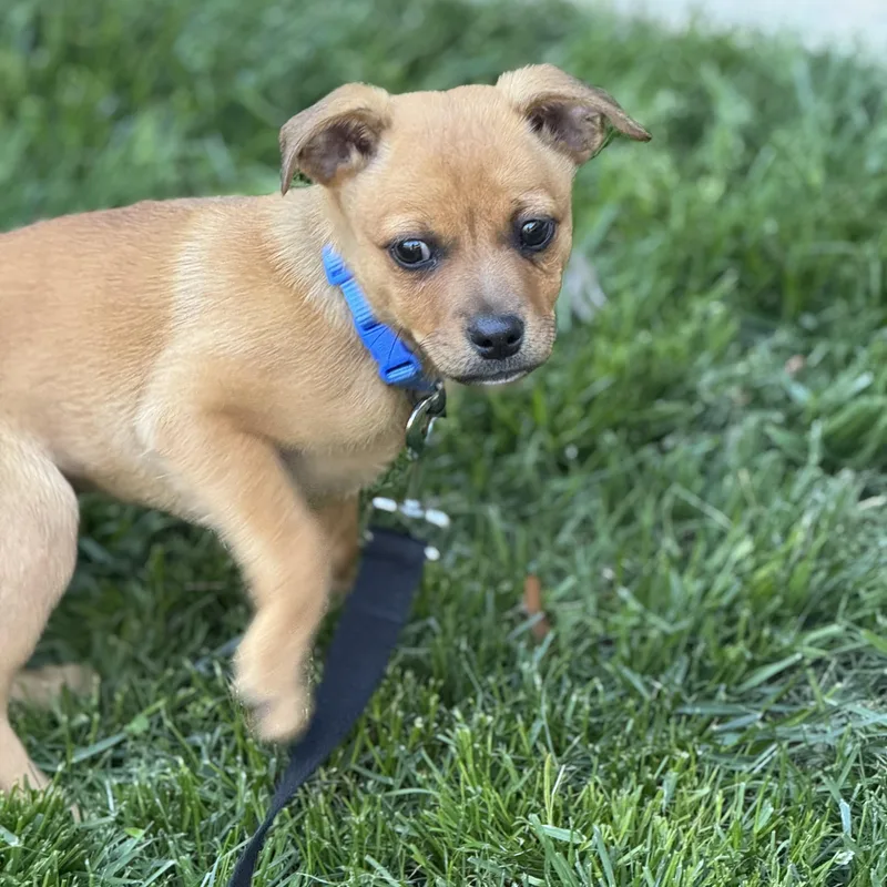 Sherlock thumbnail 4