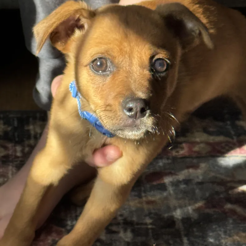 Sherlock thumbnail 5