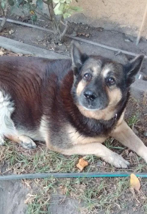 A senior large-sized female Black German Shepherd Dog dog named Abby for adoption in Amherst, MA
