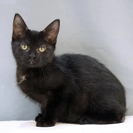 Merlin