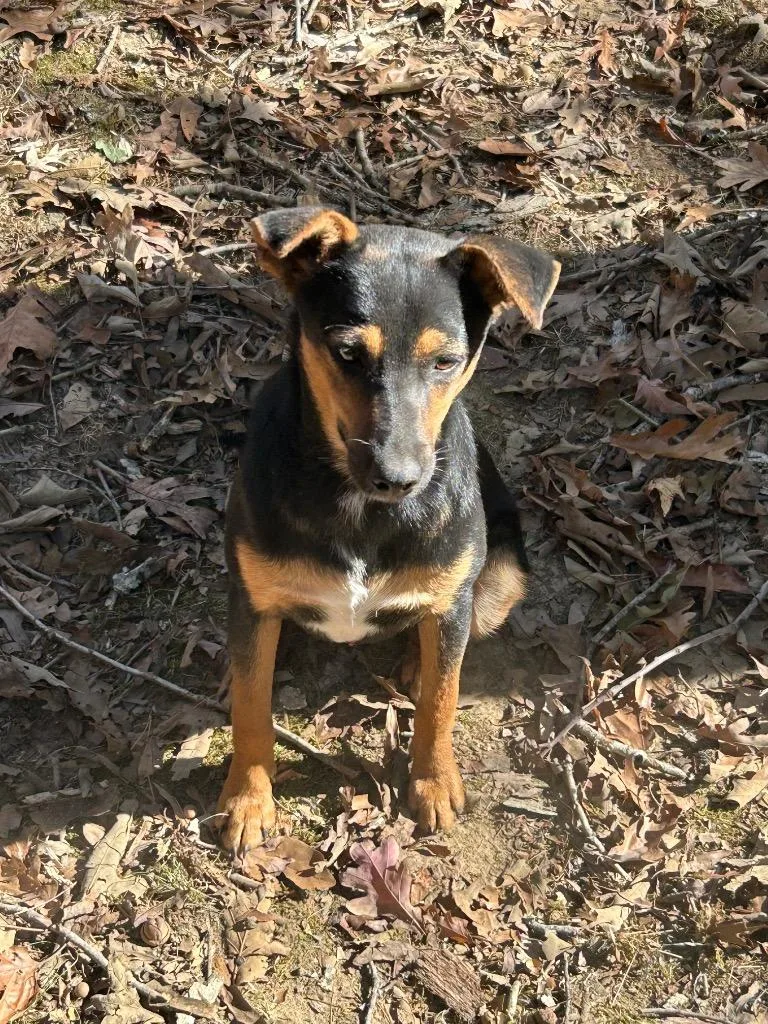 A young medium-sized male Rottweiler dog named Peanut for adoption in Little Rock, AR