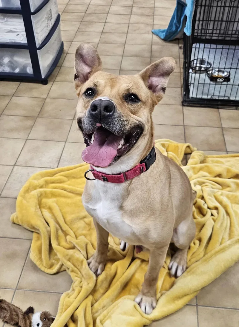 An adult large-sized male Yellow / Tan / Blond / Fawn Pit Bull Terrier dog named Bingo for adoption in New Castle, PA