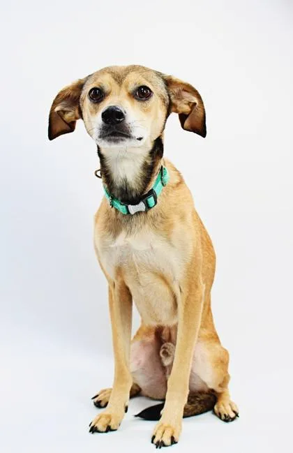 An adult small-sized male Chihuahua dog named Copper for adoption in Morton Grove, IL
