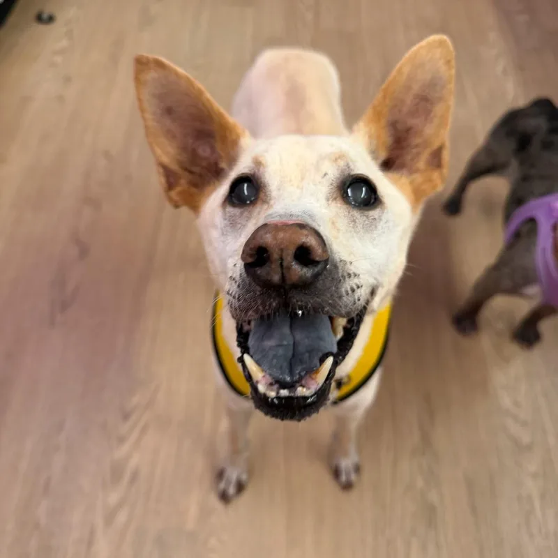 A senior medium-sized male Yellow / Tan / Blond / Fawn Thai Ridgeback dog named Carver for adoption in San Francisco, CA