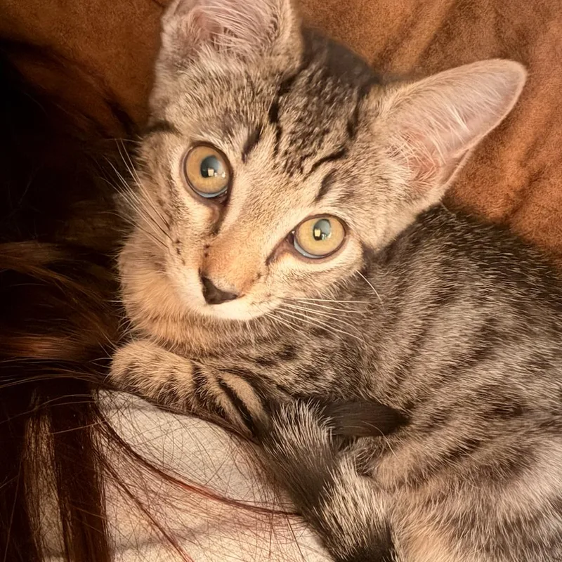 A baby small-sized male Brown / Chocolate Domestic Short Hair cat named Tarragon for adoption in Grantsville, UT