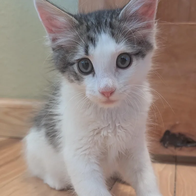 A baby small-sized male Black Domestic Medium Hair cat named Dot Matrix Derbyshire for adoption in Morrison, CO
