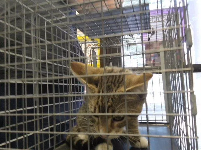 A young small-sized male Domestic Short Hair cat named Berry for adoption in Tulsa, OK