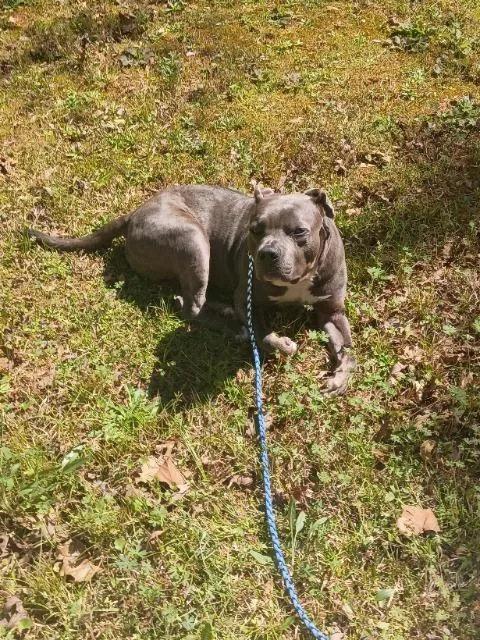An adult large-sized male Staffordshire Bull Terrier dog named FtA King for adoption in Newnan, GA