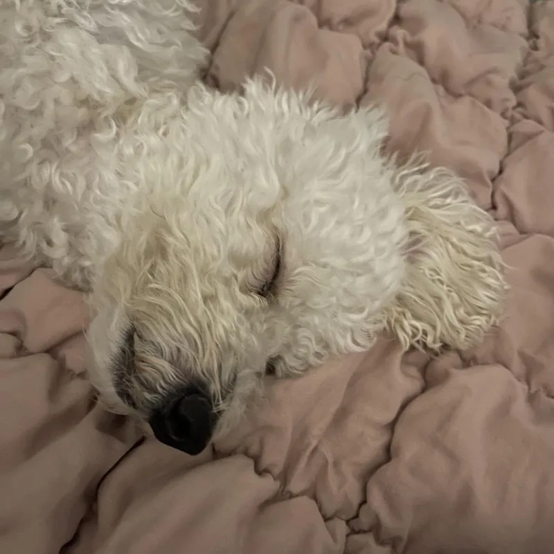 An adult small-sized male White / Cream Miniature Poodle dog named Biscuit for adoption in Austell, GA