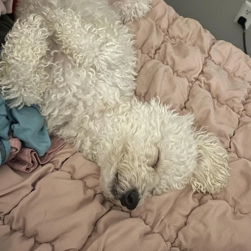 Biscuit thumbnail 2