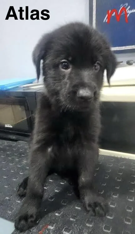 A baby medium-sized male German Shepherd Dog dog named Atlas for adoption in Manchester, CT