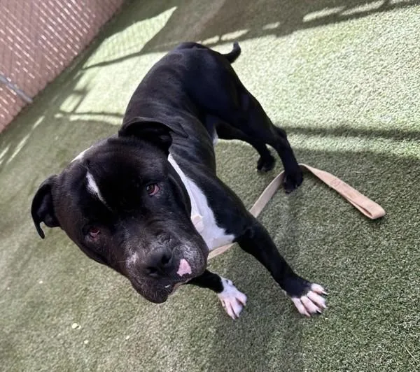 An adult large-sized male Pit Bull Terrier dog named Cash for adoption in Oceanside, CA