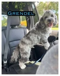 A young medium-sized male Cockapoo dog named Grendel for adoption in Alpharetta, GA