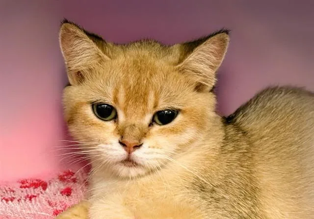 A young medium-sized female British Shorthair cat named Masha for adoption in Fort Lauderdale, FL