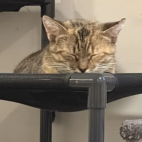 A young medium-sized female Torbie Domestic Short Hair cat named Coral for adoption in Fairfax, VA
