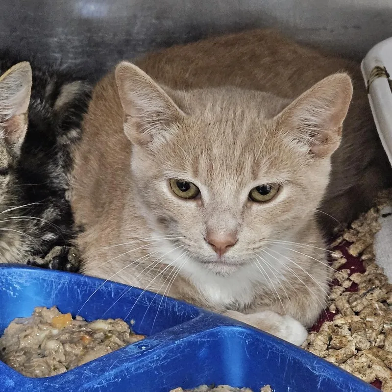 A baby small-sized male Domestic Short Hair cat named Dean for adoption in Ridgely, MD