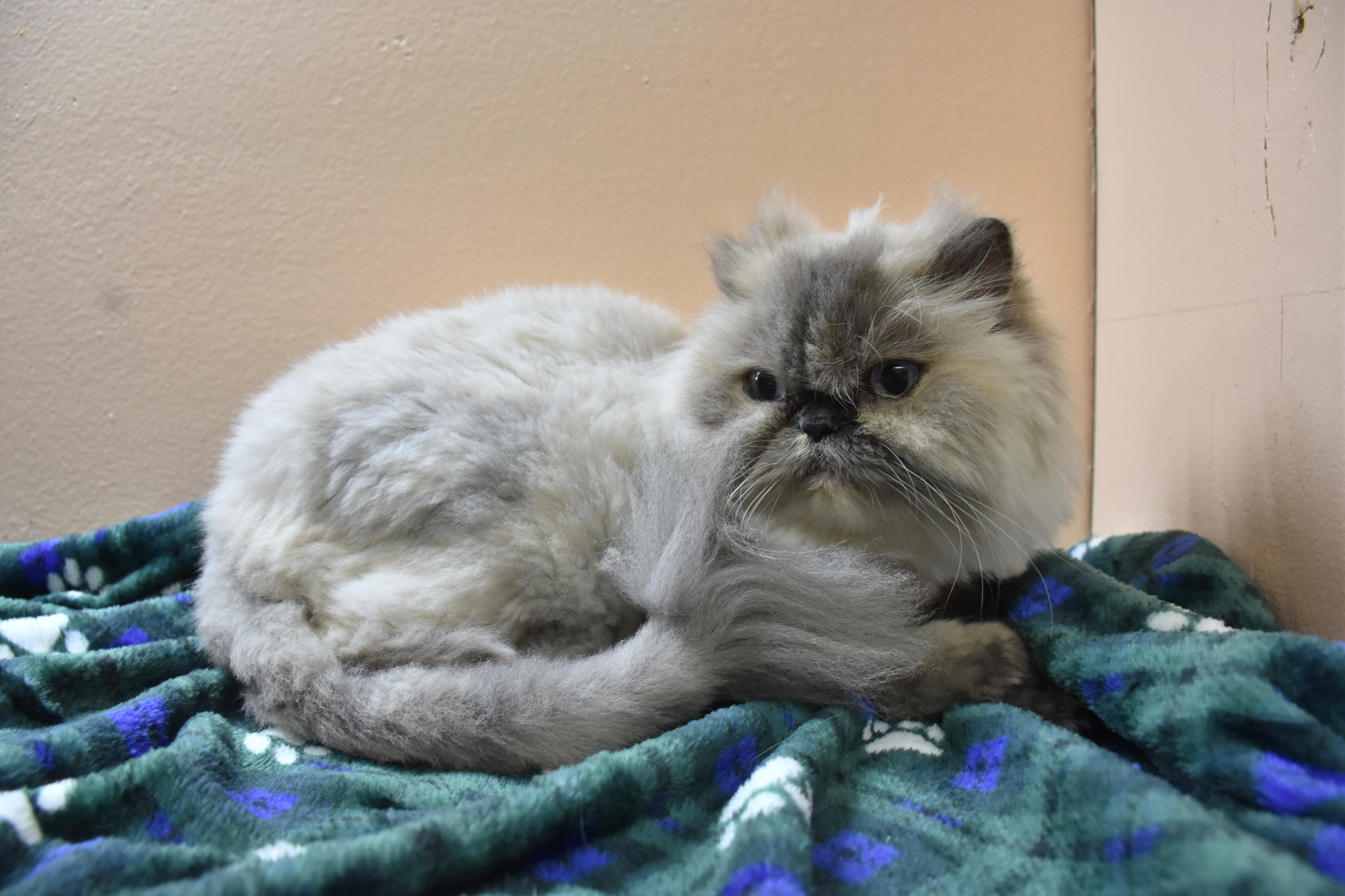 An adult medium-sized female Cream Point Himalayan cat named Romie for adoption in North Judson, IN