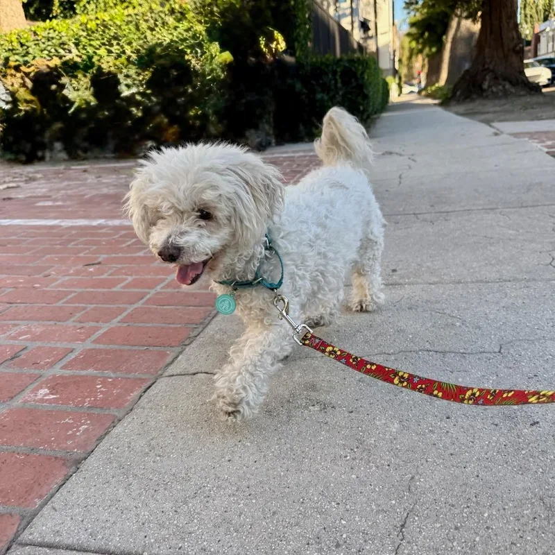 Prince Lionel thumbnail 3