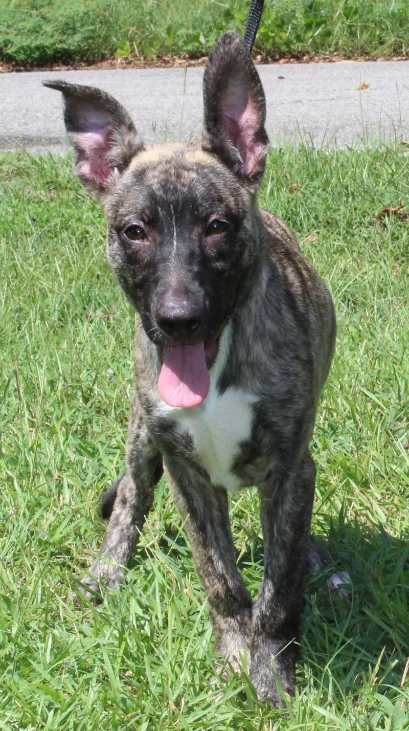 A baby medium-sized female Belgian Shepherd / Malinois dog named Roo for adoption in Prattville, AL