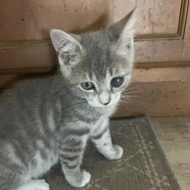 A baby small-sized female Gray / Blue / Silver American Shorthair cat named Cooler for adoption in Birdsboro, PA