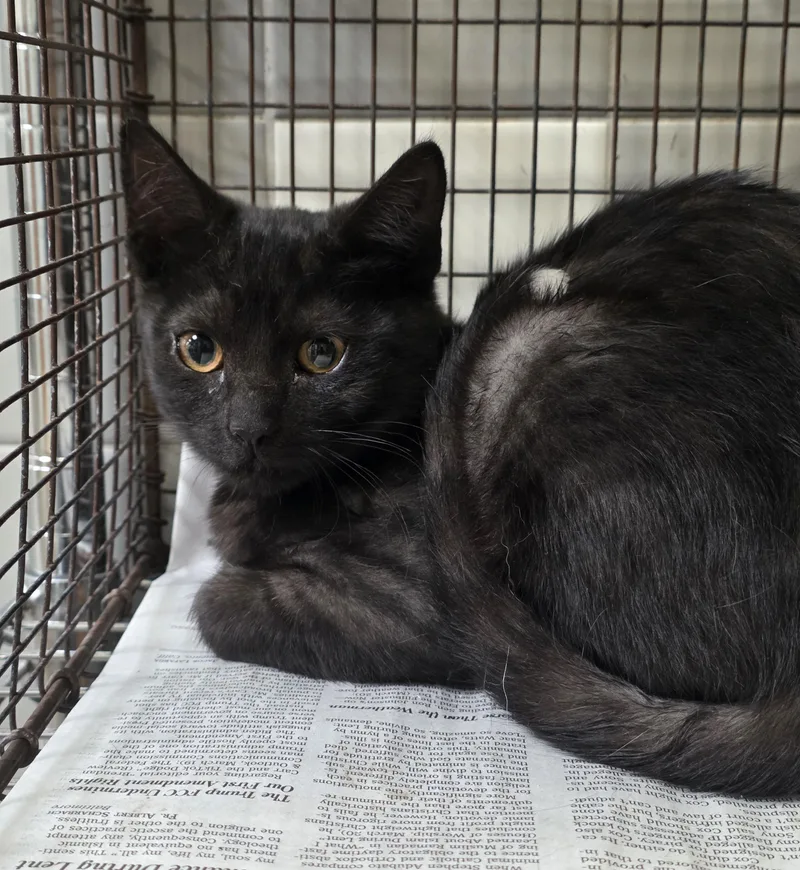 A baby medium-sized female Domestic Short Hair cat named A for adoption in San Pedro, CA