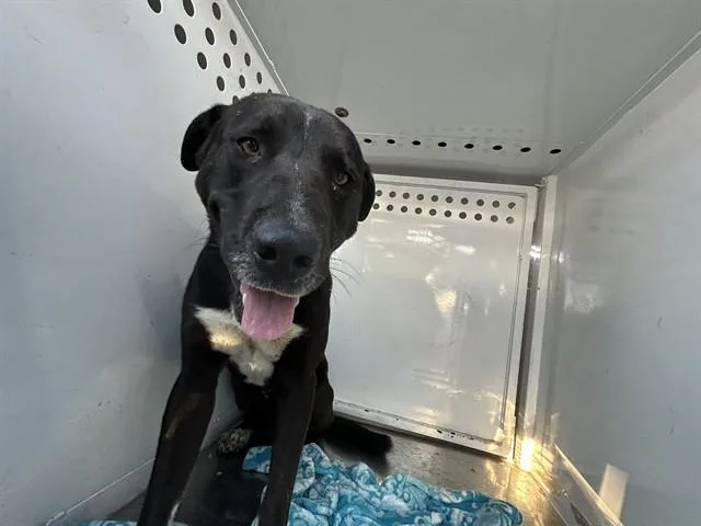 A young large-sized male Labrador Retriever dog named Harper for adoption in Martinez, CA