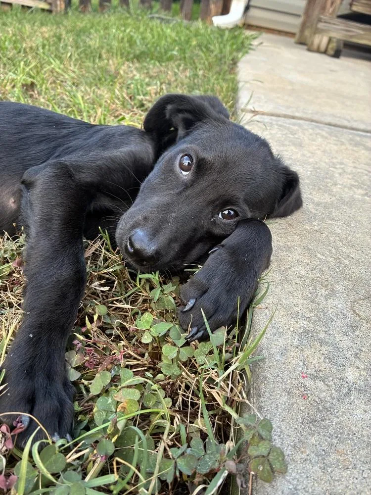 A baby medium-sized female Hound dog named Olive for adoption in Mooresville, NC