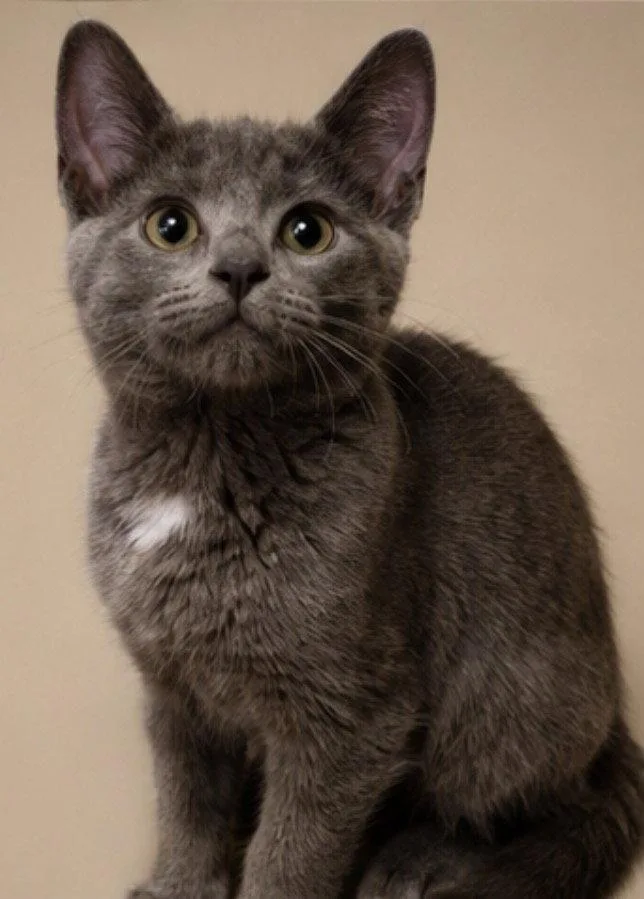 A baby medium-sized female Gray / Blue / Silver Domestic Short Hair cat named Clementine for adoption in Cuyahoga Falls, OH