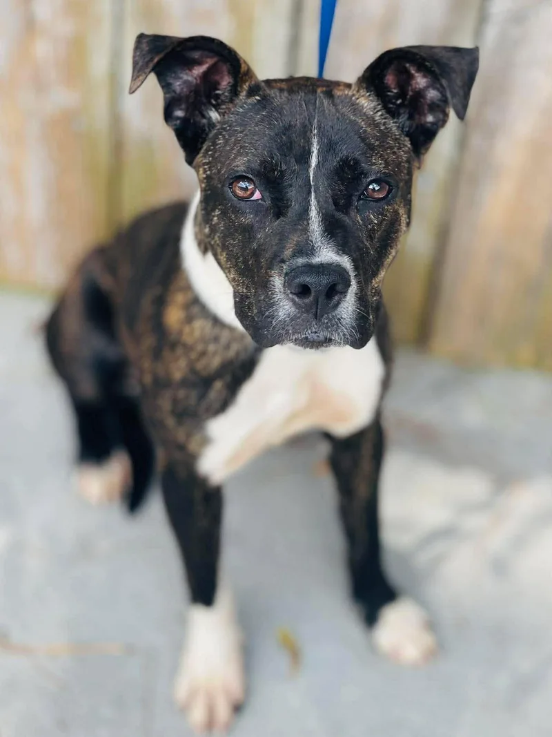 A young medium-sized female Pit Bull Terrier dog named AC "Luna" for adoption in Conyers, GA