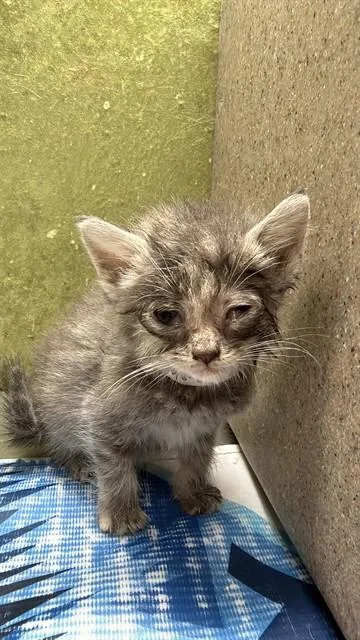 A baby small-sized female Domestic Short Hair cat named Capricorn for adoption in Riverside, CA