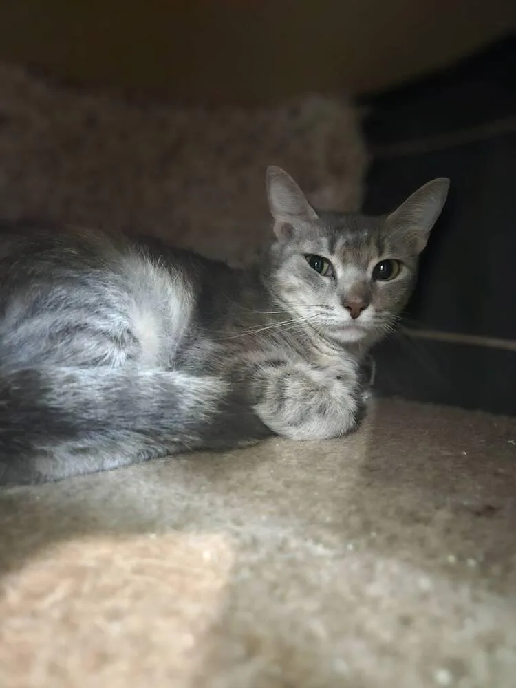 A young small-sized female Gray / Blue / Silver Domestic Short Hair cat named Tinky for adoption in San Leon, TX