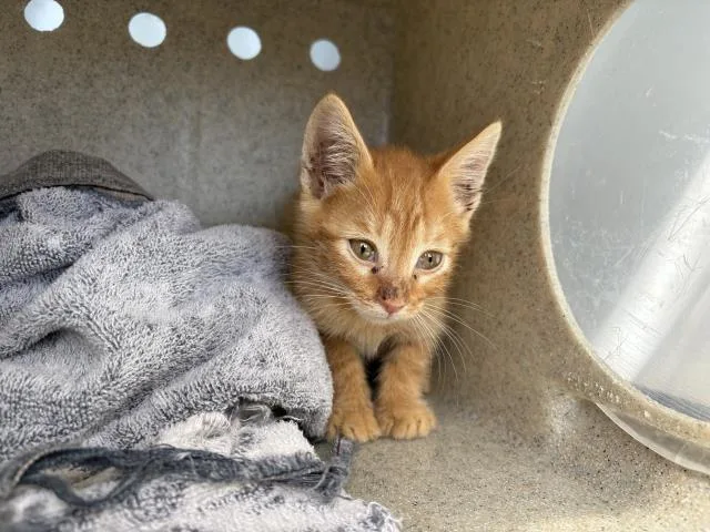 A baby small-sized male Domestic Short Hair cat named Nikey for adoption in Riverside, CA