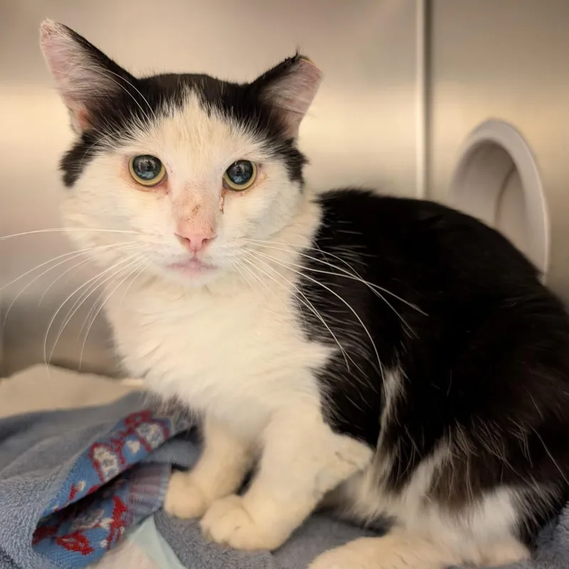 An adult medium-sized male Black Domestic Medium Hair cat named Ocean for adoption in Pittsburgh, PA