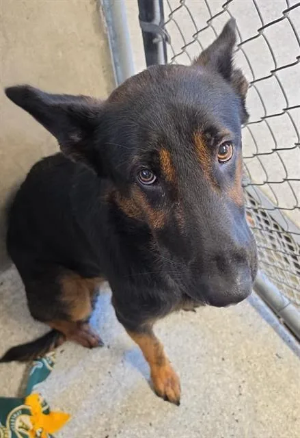A young large-sized male German Shepherd Dog dog named Sam for adoption in Lodi, CA
