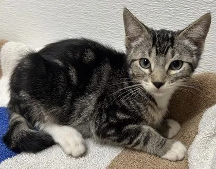 A young small-sized female Domestic Short Hair cat named Vanna for adoption in Phoenix, AZ