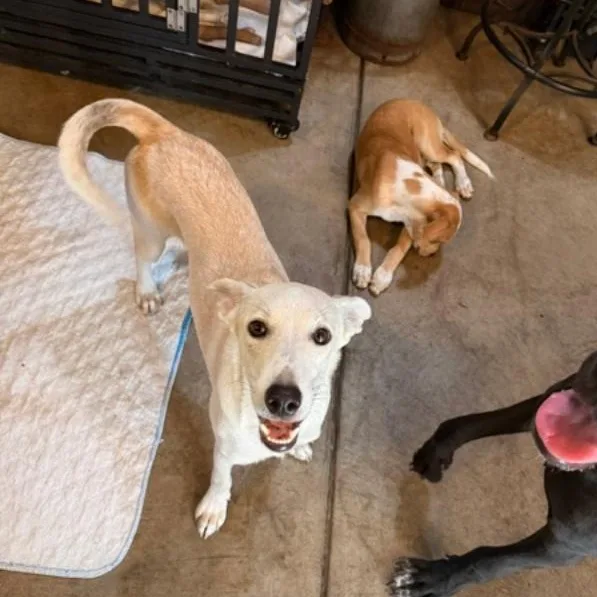 A young medium-sized female Labrador Retriever dog named Amanda for adoption in Albion, NY
