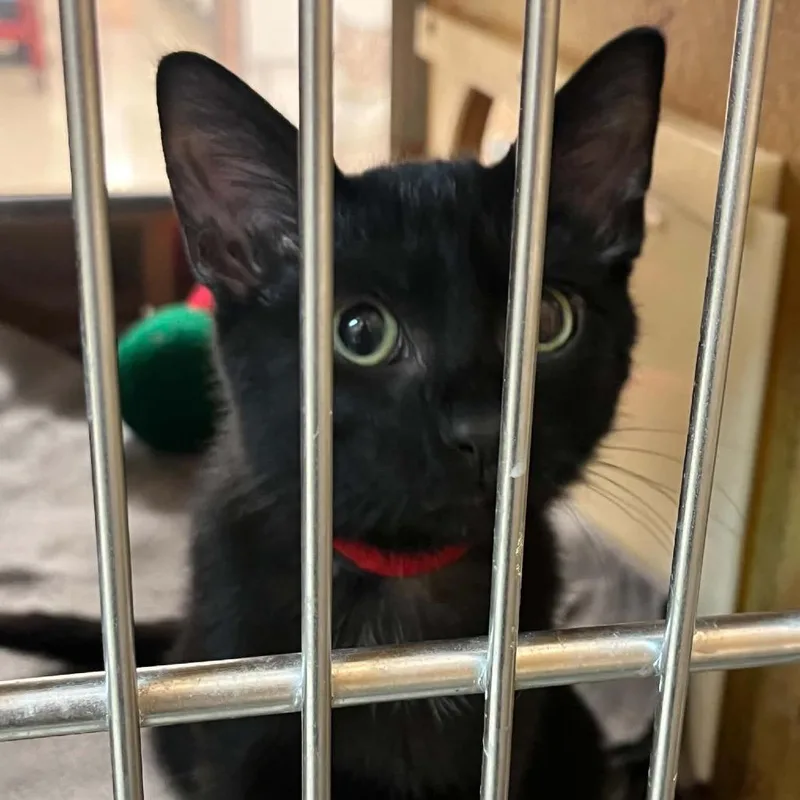 A baby small-sized male Domestic Short Hair cat named Sour Cream for adoption in Newcastle, OK