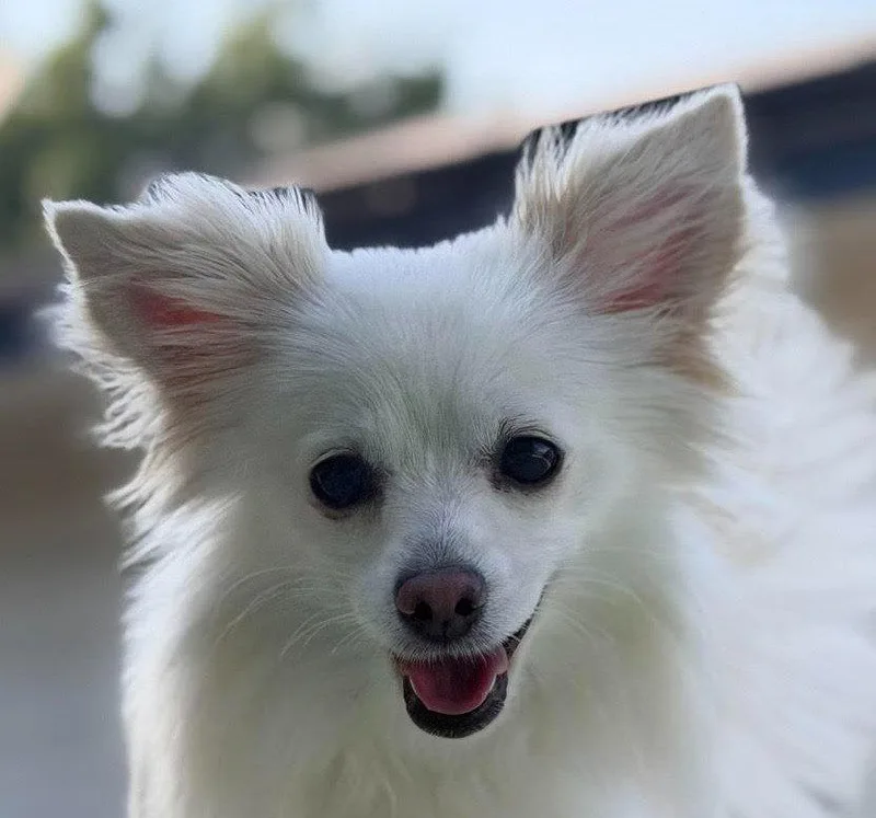 A young small-sized female Papillon dog named Tink for adoption in Bloomfield, CT