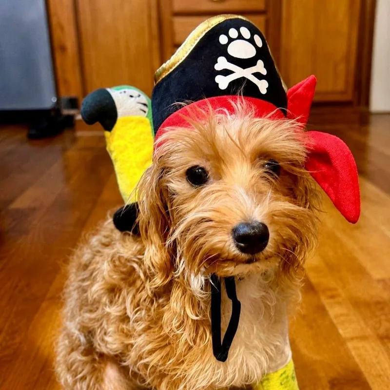 A young small-sized male Maltipoo dog named Dax for adoption in Effingham, IL