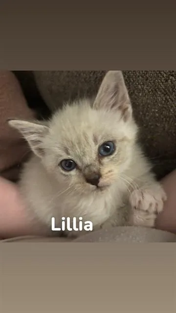 A baby small-sized female Domestic Short Hair cat named Lillia for adoption in Santa Maria, CA