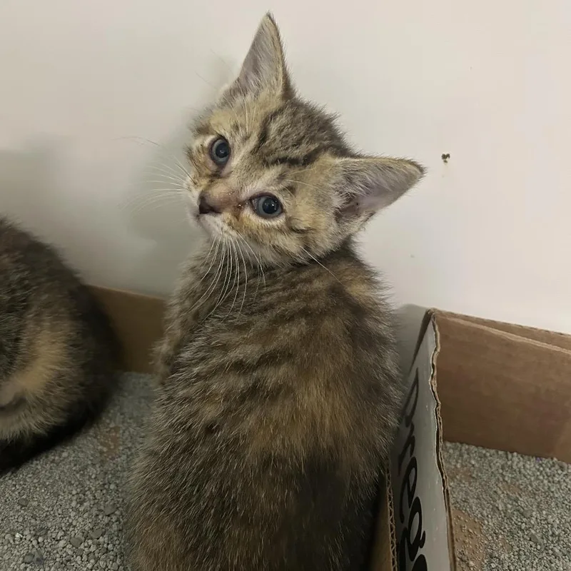 A baby small-sized female Torbie Domestic Short Hair cat named Steph for adoption in Charleston, WV